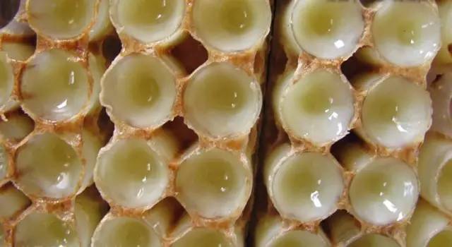 蜂王浆是理想的天然保健品