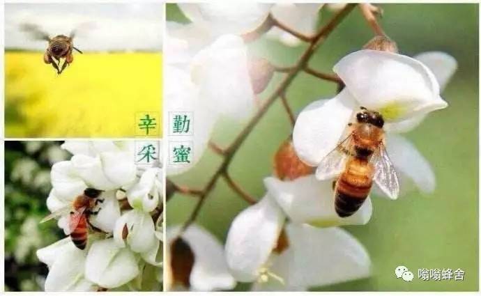 为什么蜂蜜会有泡沫 蜂蜜和白糖比哪个甜 土蜂蜜辣喉 蜜蜂与蜂蜜图片 蜂蜜夏天胀瓶子