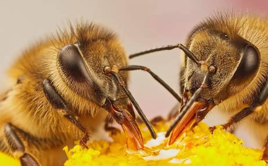 蜂蜜有白色沉淀 蜂蜜糕 蜂蜜与洋葱 湖北经视蜂蜜专卖店 蜂蜜采收
