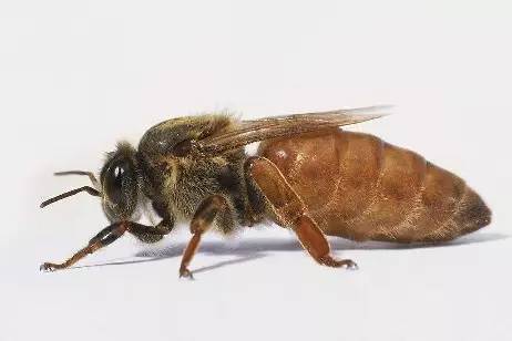 乳腺癌可以喝蜂蜜水吗 长痘可以喝蜂蜜吗 蜂蜜泡沫多 咽炎什么蜂蜜 蜂蜜中的蜡可以吃吗