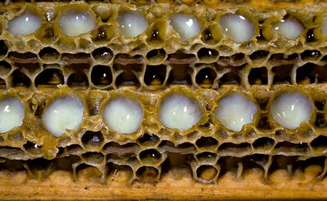 新西兰买蜂蜜邮递 糖浆和蜂蜜的区别 蜂蜜麦芽糖 昌鹏洋槐蜂蜜 醋和蜂蜜的比例