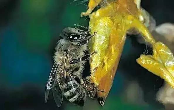 蓝莓蜂蜜做法 男孩喝蜂蜜好吗 橙子和蜂蜜 桂圆枸杞蜂蜜茶 木瓜蘸蜂蜜