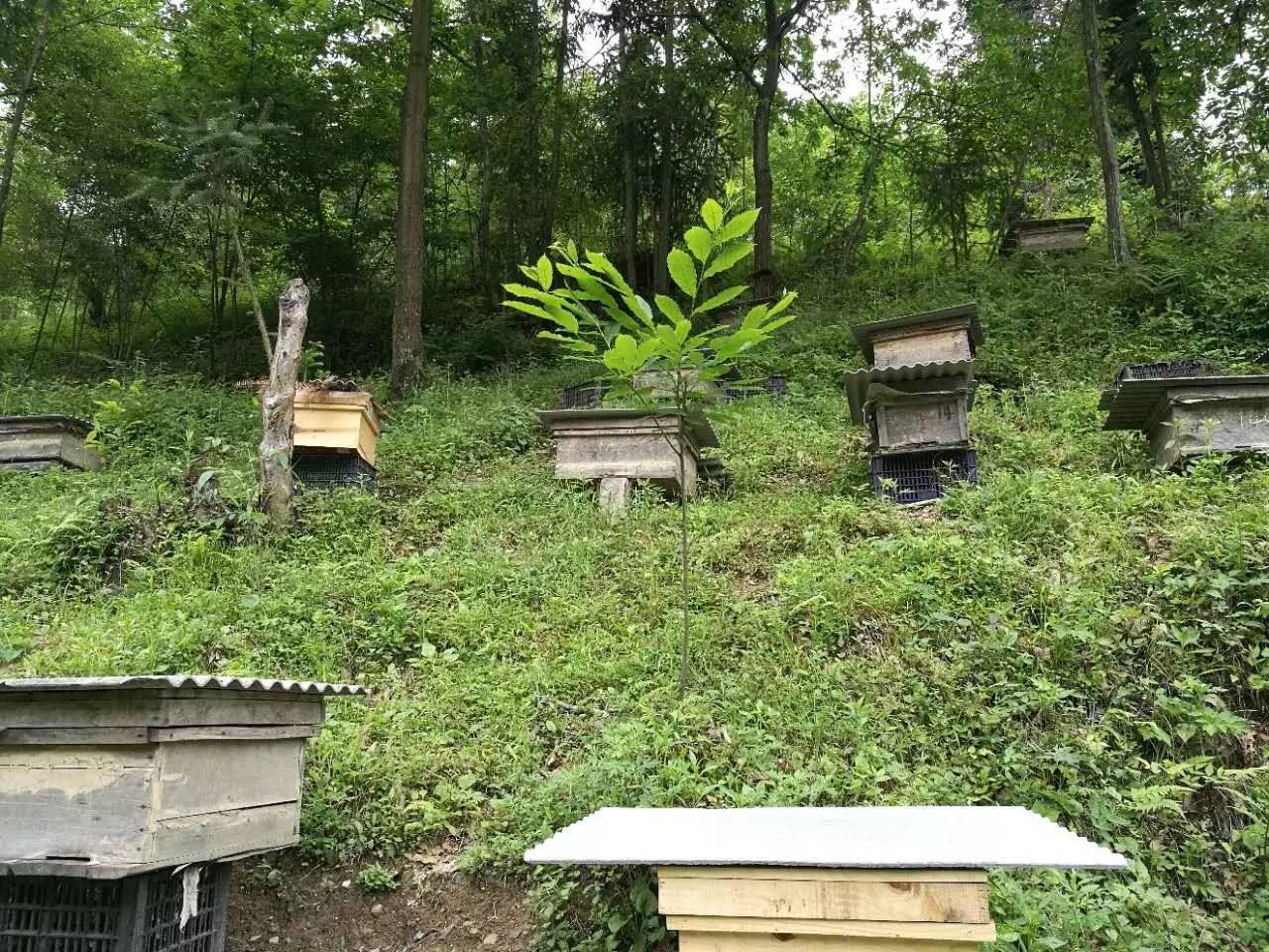 蜜蜂秋繁技术重点