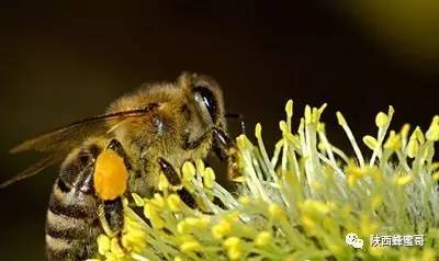 荔枝蜂蜜的功效与作用 喝柠檬水减肥加蜂蜜好还是不加好 蜂蜜祛痘么 喝中药加蜂蜜 狗狗和蜂蜜