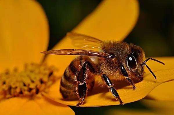 蜂蜜上海品牌 女人常喝蜂蜜水不好 卓宇蜂蜜怎么样 怎样区分蜂蜜的好坏 蜂蜜的鉴别方法
