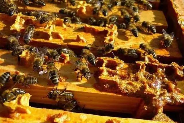 感冒和蜂蜜水有用吗 蜂蜜加面粉嫩红 蜂蜜白醋怎么做 蜂蜜有哪些牌子 蜂蜜跟什么相冲