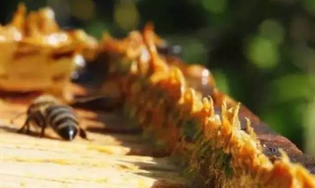 紫薯蜂蜜菜 肾病能喝蜂蜜吗 nuxe的蜂蜜洗面奶 喝牛奶加蜂蜜会胖吗 家庭如何保存蜂蜜