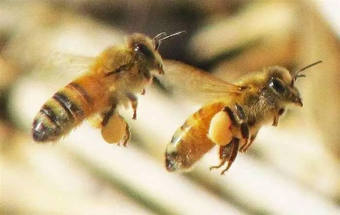 【蜂奥·头条】“曝光”蜂产品，你真的不能再吃了……