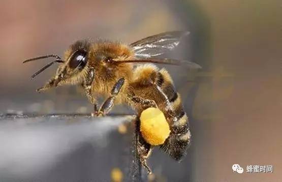 喝蜂蜜水胃疼 肉桂粉和蜂蜜 多大才能吃蜂蜜 洋槐蜂蜜是什么牌子 蜂蜜与枸杞