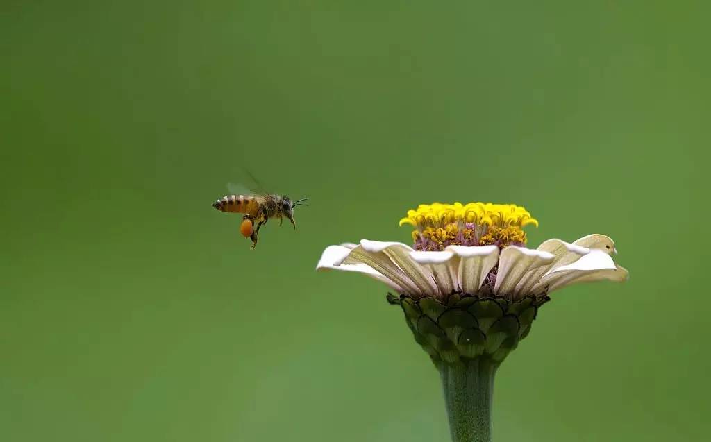 蜜蜂如何辨别方向