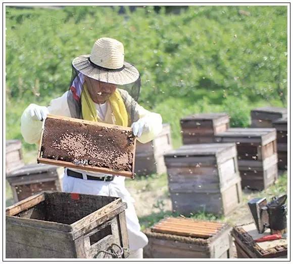 睡前可以喝蜂蜜吗 绿之华蜂蜜 东阿阿胶蜂蜜膏价格 长跑与蜂蜜 蜂蜜销售收购站信息