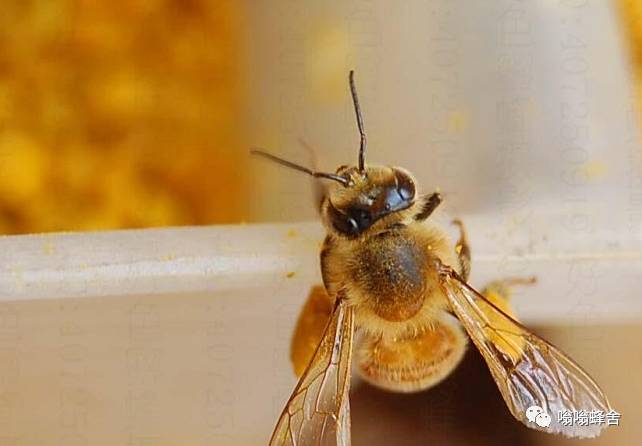 蜜蜂怕热还怕冷？厉害！它们用身体调控温度