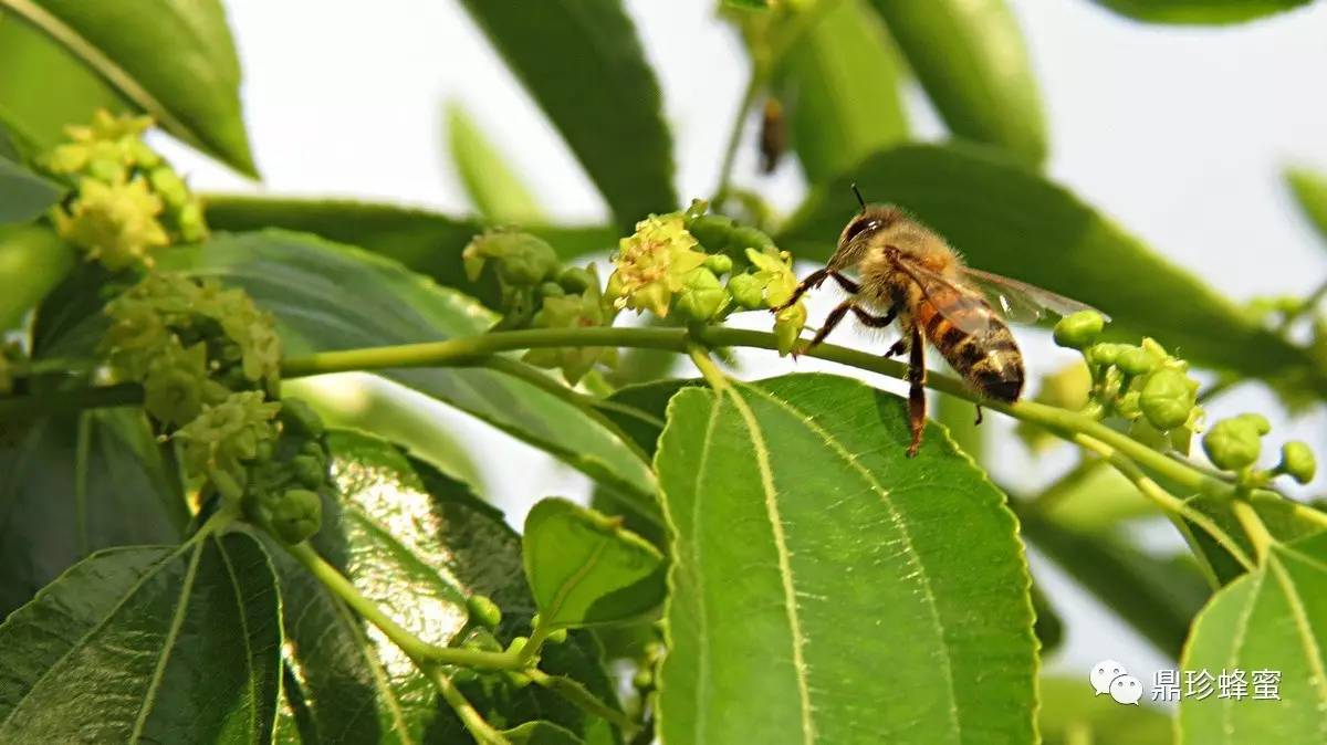 枣花蜂蜜图片 6个月宝宝可以吃蜂蜜 花生和蜂蜜 小孩上火能喝蜂蜜 蜂蜜祛痘方法