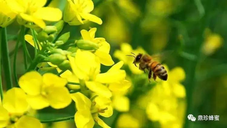 蜂蜜和蛋清能去斑吗 庄溪蜂蜜怎么样 野生蜂蜜保质期 柠檬柚子蜂蜜茶功效 刺梨加蜂蜜