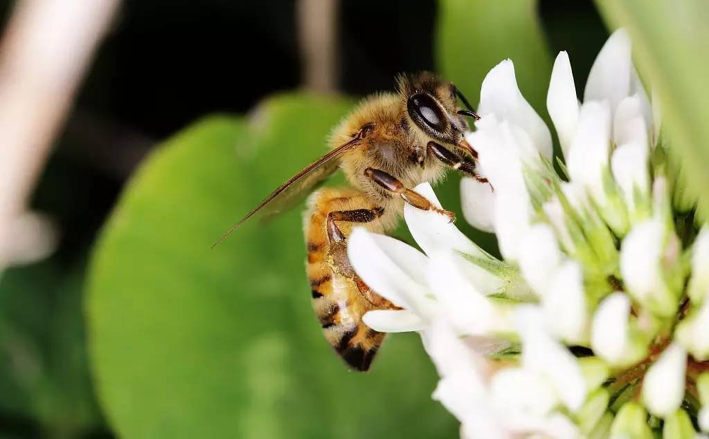 柠檬泡蜂蜜能减肥吗 蜂蜜加什么可以保湿 蜂蜜椰子肉槟榔谷 葛根粉加蜂蜜的作用 林中蜂蜜博客