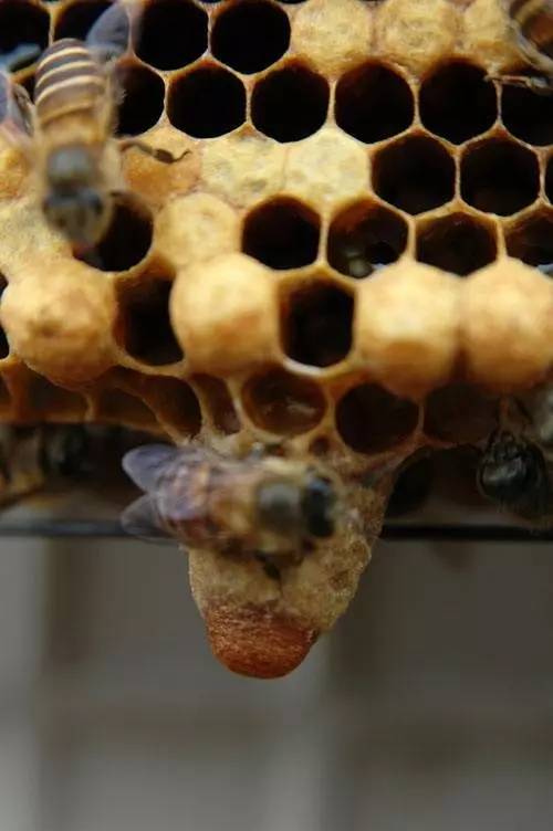 超市卖的蜂蜜行吗 百酿工房蜂蜜 蜂蜜治晕吗 孕妇 葛根粉可以加蜂蜜吗