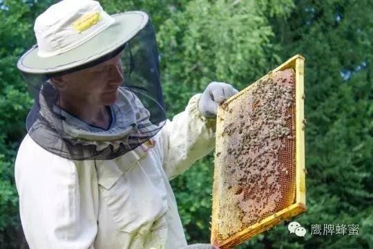 宝宝长期吃蜂蜜 外国人蜂蜜 蜂蜜加草莓淹做法 蜂蜜全部结晶是真的吗 苹果醋和蜂蜜