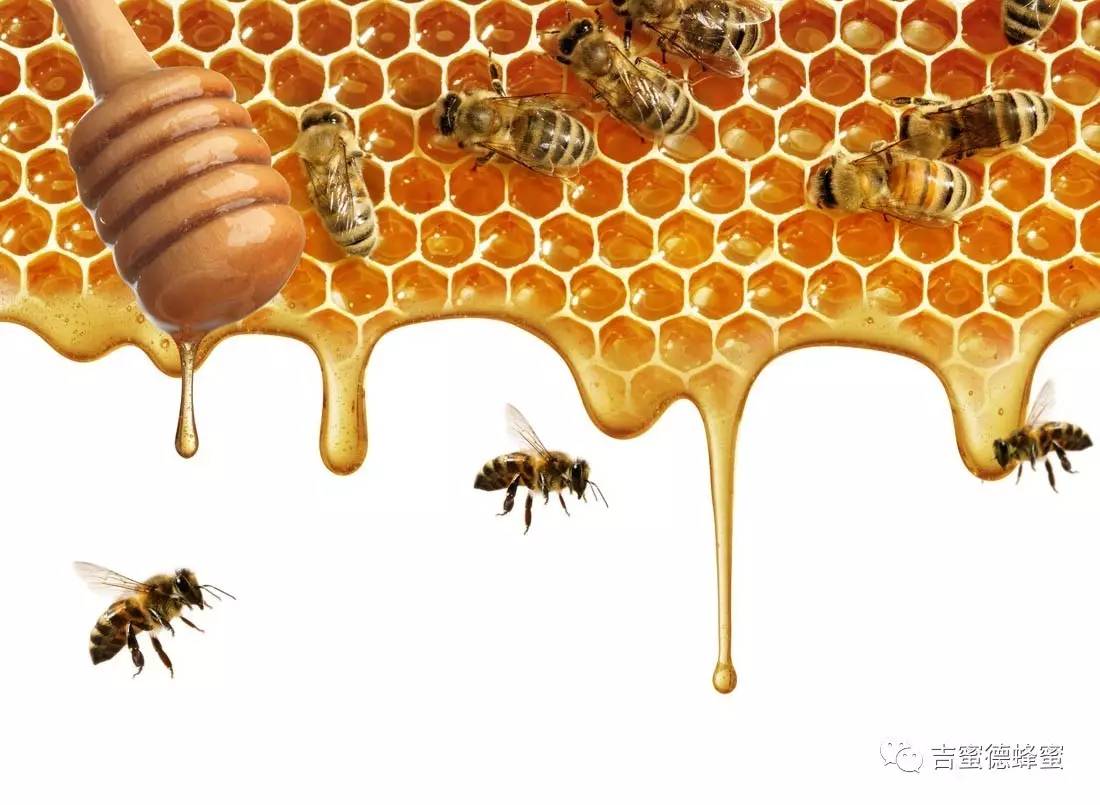 蜂蜜苦菊 汪氏麦卢卡蜂蜜 北京蜂蜜堂蜂蜜怎么样 农大蜂蜜好不好 荆蜂蜜的作用与功效