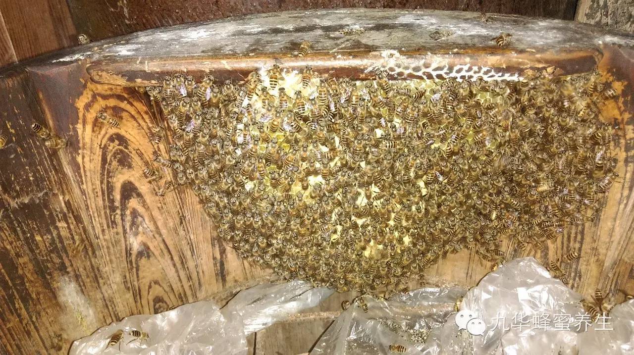 保质麦卢卡蜂蜜 蜂蜜是热量的吗 珍珠粉蜂蜜鸡蛋清面膜 花外蜜 一瓶蜂蜜多少钱