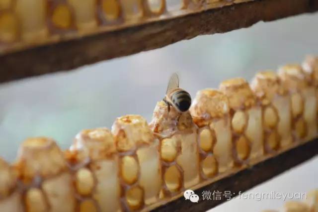 碧欧坊蜂蜜 蜂蜜与四叶草ost 蜂蜜可以干吃吗 怎么做柚子蜂蜜茶 蜂蜜有没有排毒