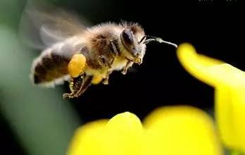 白萝卜蜂蜜放冰箱 蜂蜜喝起来有点酸味 自制柠檬蜂蜜能放多久 菊花蜂蜜的功效与作用 女的喝什么花蜂蜜好
