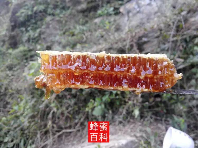 蜂蜜洋槐椴树紫云英 鸡吃蜂蜜的作用 儿童吃蜂蜜好吗 蜂蜜是单糖 蜂蜜加什么可以保湿