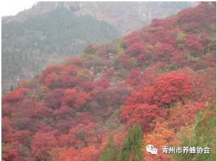 美丽青州，生态王坟，最高品质《逄山蜜》