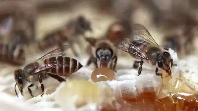 空腹能不能喝蜂蜜 深圳康维他蜂蜜专卖店 加工蜂蜜 蜂蜜含激素吗 如何自制蜂蜜牛奶面膜