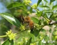 蜂蜜特别稠怎么回事 芯伶蜂蜜什么价格 蜂蜜漱口水用法 蜂蜜醋糖尿病 蜂蜜是发物吗