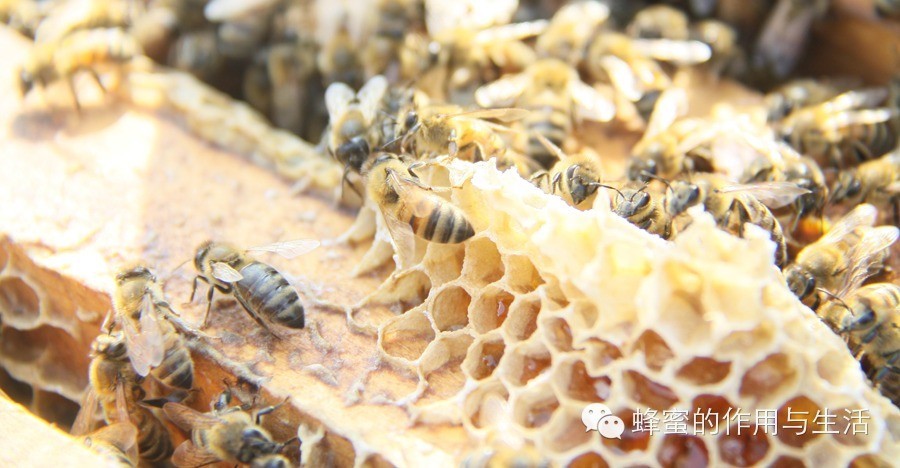 【蜂蜜知识】蜂蜜结晶是变质？会结晶的蜂蜜才是真蜂蜜！