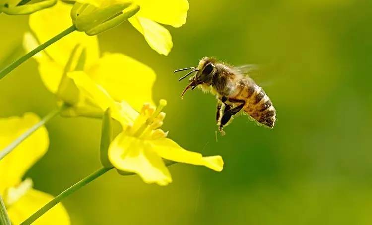 小蜜蜂助力农业产业