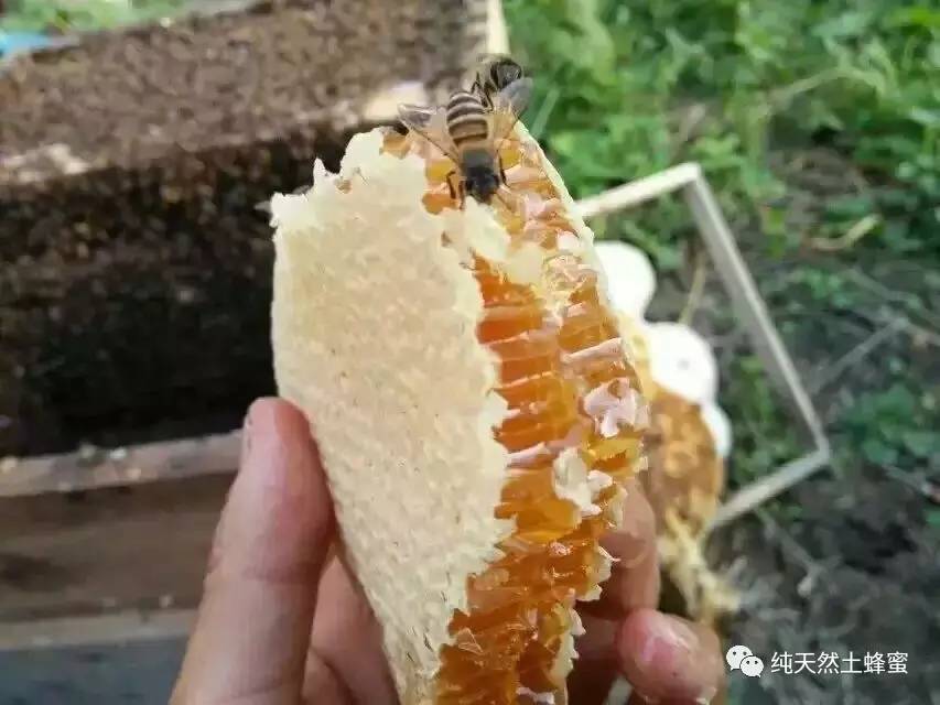 饭后多久蜂蜜水 洋槐蜂蜜是什么牌子 蜂蜜酸奶鸡蛋清面膜 蜂蜜红糖 肉苁蓉+蜂蜜
