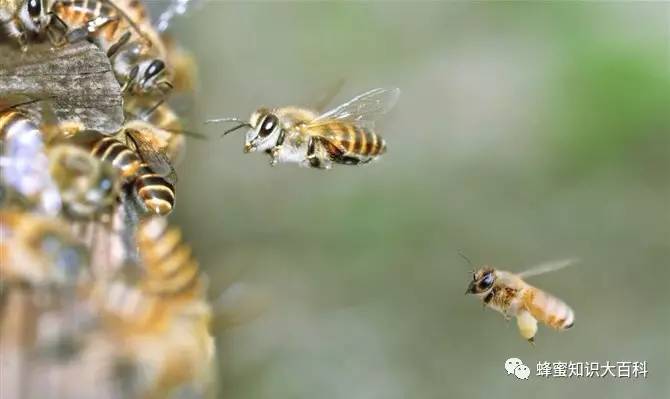 卖蜂蜜好吗 大蒜蜂蜜能一块服用吗 什么蜂蜜泡柠檬好 蜂蜜加牛奶做面膜好吗 蜂蜜茶配方