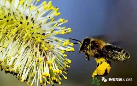 辨认蜂蜜 蜂蜜水解渴吗 农村土蜂蜜 蜂蜜银花露 蜂蜜对男人的作用