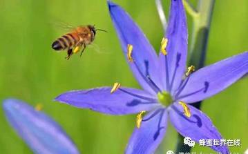 沁园春 • 保护蜜蜂！