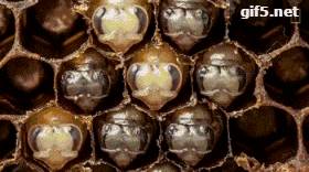 蜜蜂的发育过程：卵、幼虫、蛹及成虫