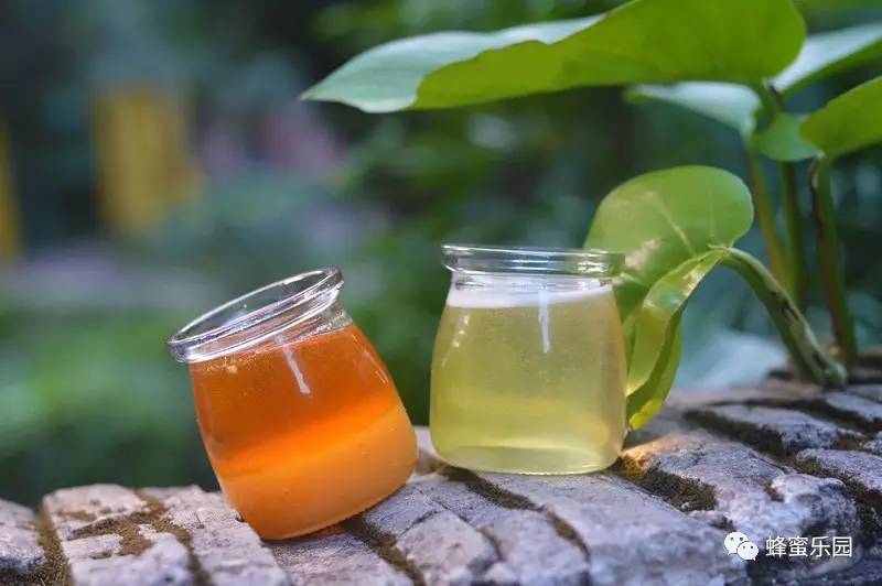 蜂蜜可以滴鼻子 暮埠山土蜂蜜 蚂蚁与蜂蜜 调配蜂蜜膏 天喔蜂蜜柚子茶
