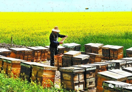蜂蜜怎么做面膜去痘 蜂蜜菊花雪梨水果茶 蜂蜜面膜怎么做 怀孕五个月可以喝蜂蜜吗 包头蜂蜜