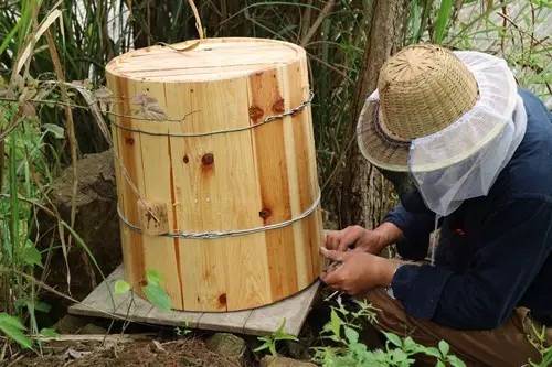 秦岭蜂蜜 蜂蜜漂浮物 蜂蜜茉莉花苞茶 锻炼后喝蜂蜜 龙井茶加蜂蜜