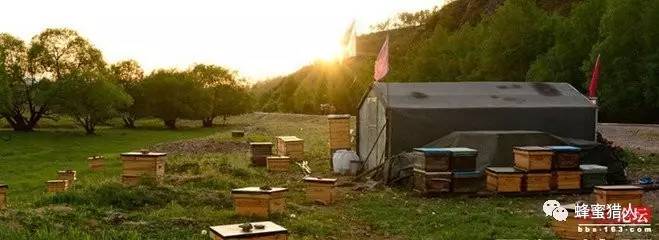 养蜂累、养蜂苦、看完保证你肯定不去养蜂了