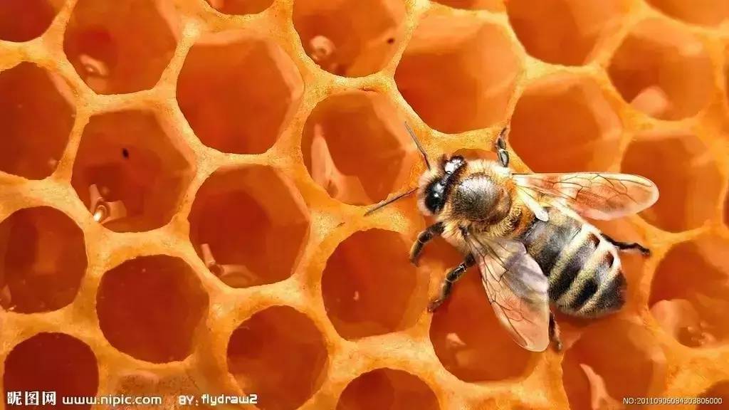 全民喝蜂蜜，蜂蜜到底有多好？