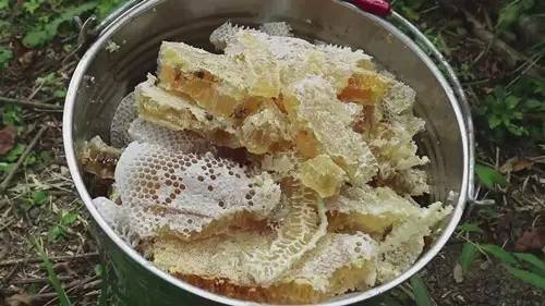 蜂蜜水能用开水泡吗 用蜂蜜做酸奶 蒜与蜂蜜能一起吃吗 彩虹另一端蜂蜜 苹果醋加蜂蜜能治疗痛风
