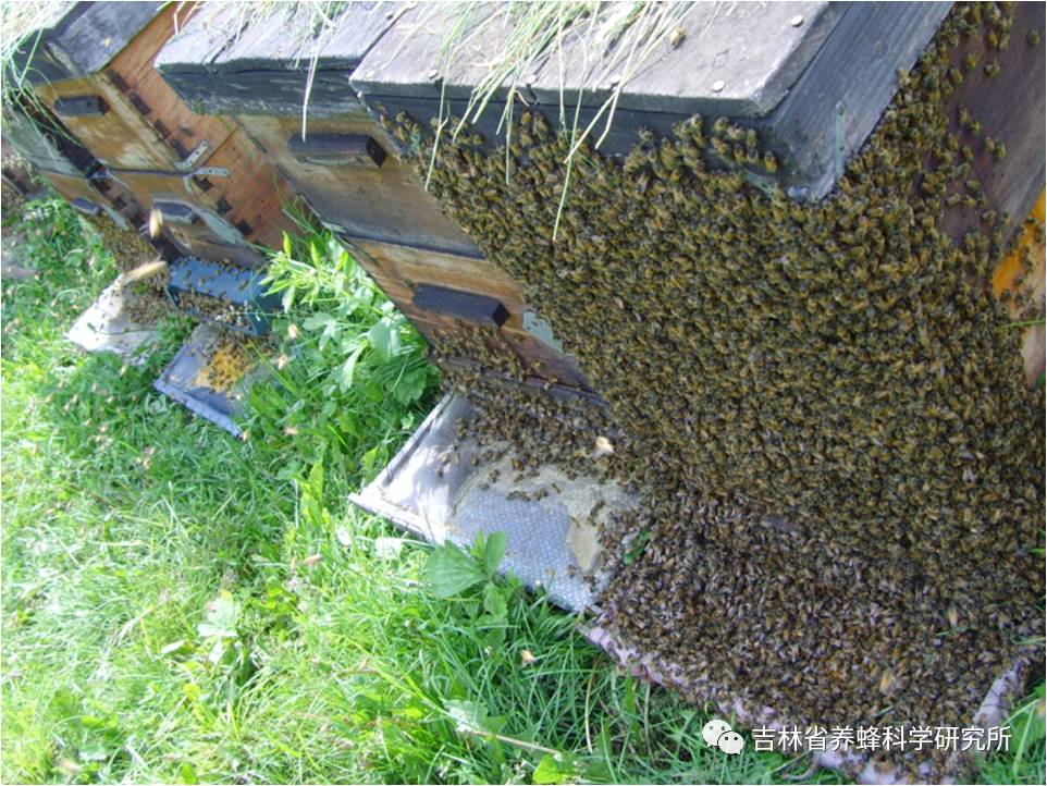 蜂业安全｜蜜蜂保健与蜂产品安全