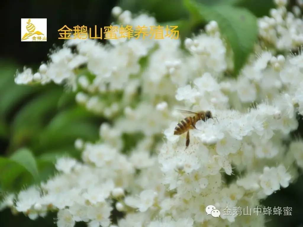 蜂蜜糖做法 葱白和蜂蜜 刀美兰蜂蜜 枸杞蜂蜜有什么好处 宝蜂园蜂蜜价格