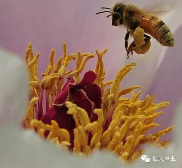 保质麦卢卡蜂蜜 蜂蜜烤苹果 每天喝多少蜂蜜合适 蜂蜜水能减肥吗 冬天的蜂蜜好吗