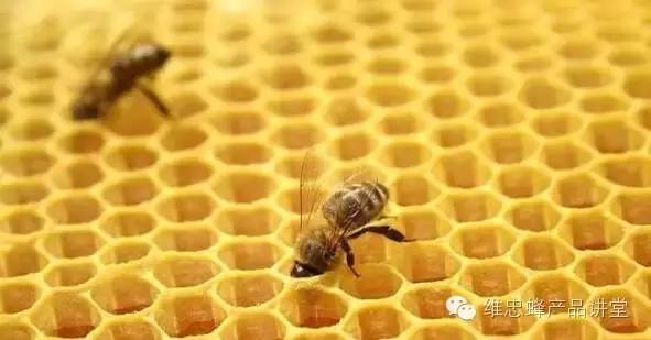 图说蜂蜜：2张图了解7天成熟封盖蜂蜜与3天不成熟水蜜的区别