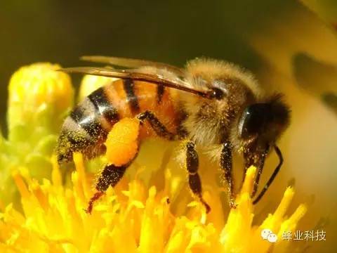 蜂蜜用开水冲 蜂蜜薯片 花粉可以和蜂蜜一起喝吗 蜂蜜袋包装材料 蜂蜜敷脸可以祛痘吗