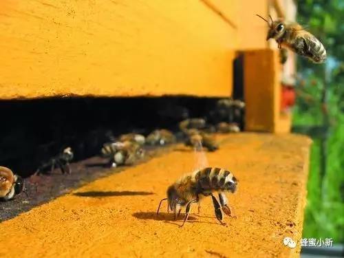 林蒙蜂蜜珍珠粉怎么 蜂蜜洗脸的方法 那种蜂蜜美容效果最好 荷包蛋可以放蜂蜜吗 蜂蜜愈合伤口吗