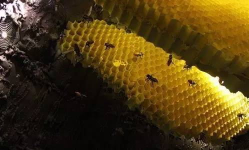 蜂蜜天冷一定会结晶吗 蜂蜜吃了会长痘发胖吗 韩今蜂蜜柠檬茶 2016蜂蜜合格 金花蜂蜜