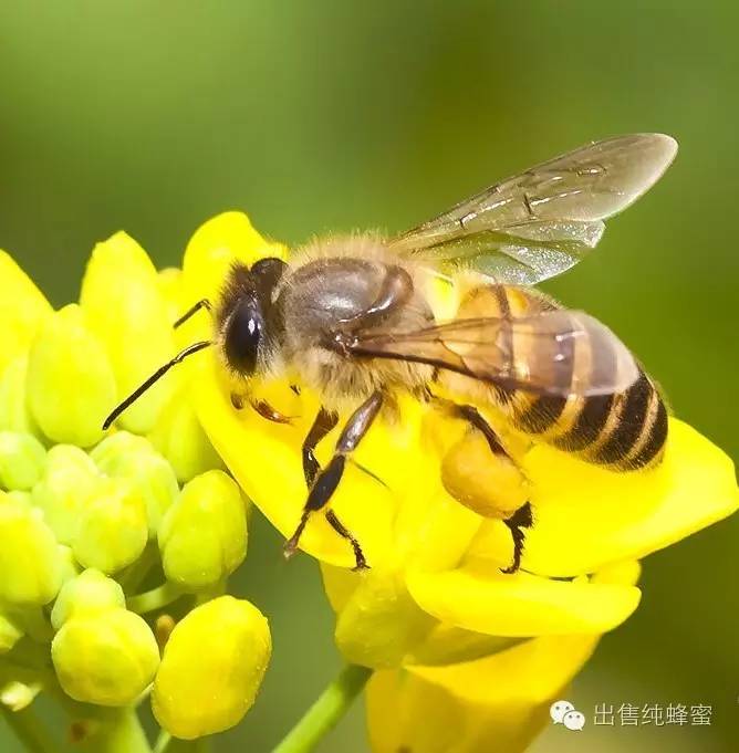 蜂蜜水敷脸 云南的蜂蜜多少钱 油桃与蜂蜜 蜂蜜营销策略 与蜂蜜相克的食物
